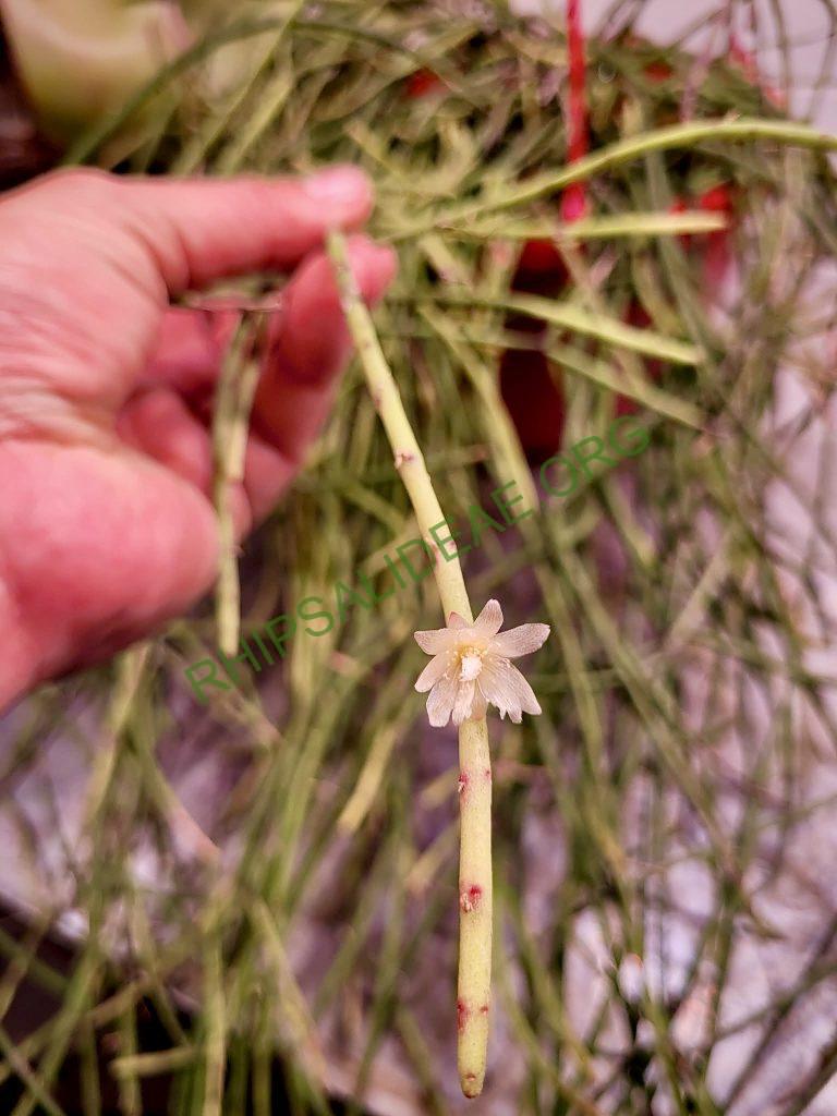 Rhipsalis puniceodiscus
