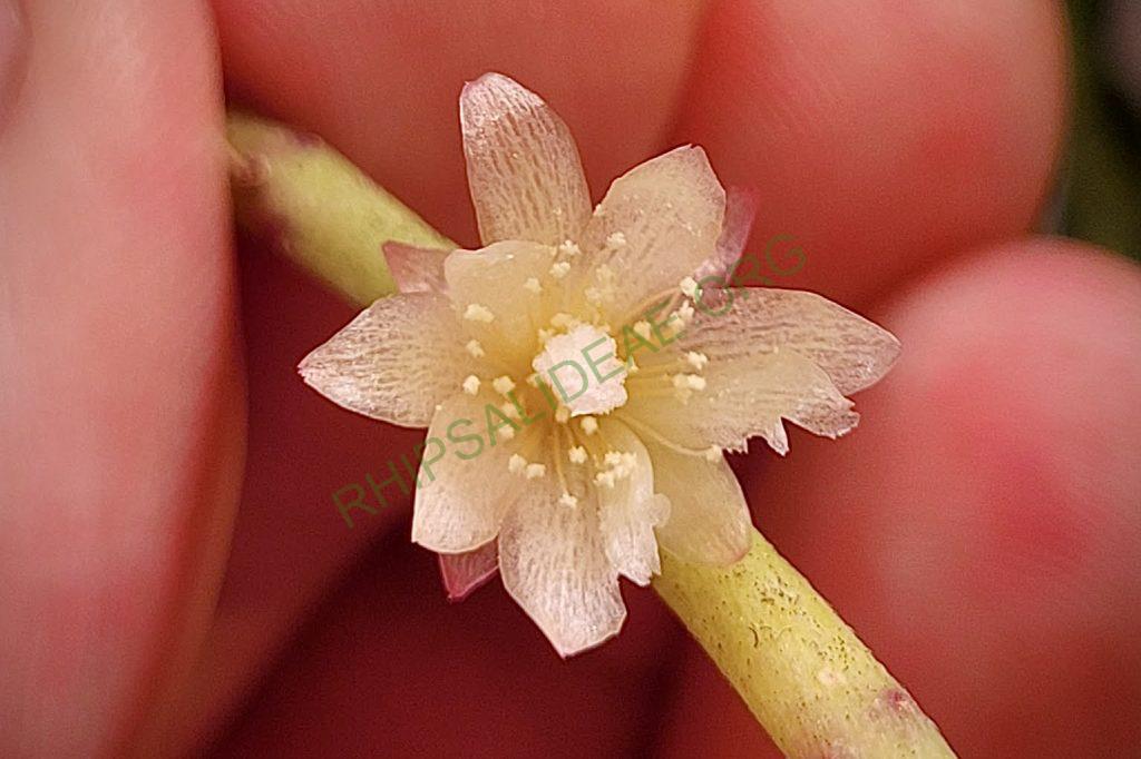 Rhipsalis puniceodiscus