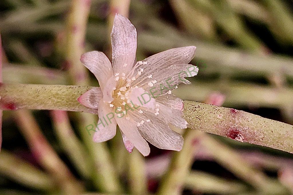 Rhipsalis puniceodiscus