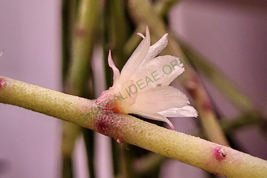 Rhipsalis puniceodiscus