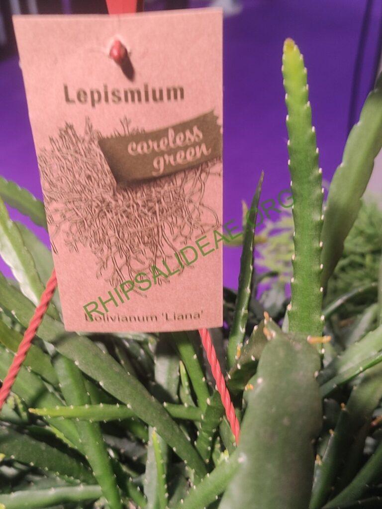 Lepismium 'Liana'