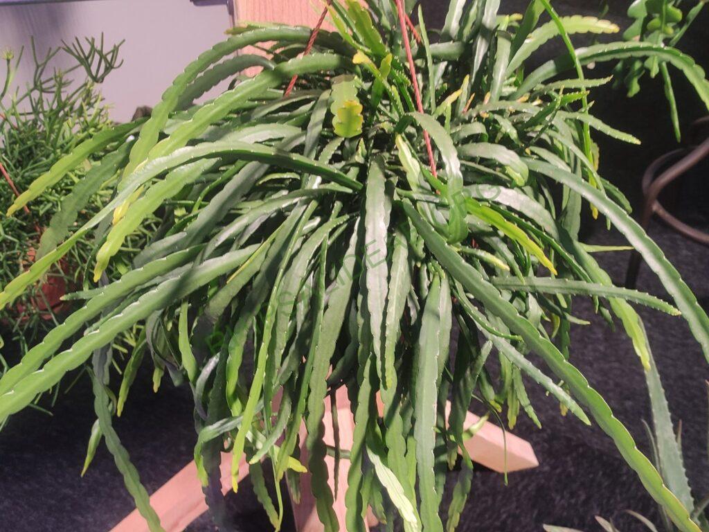 Lepismium 'Liana'