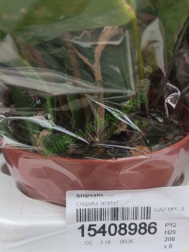 Rhipsalis 'Amstel'