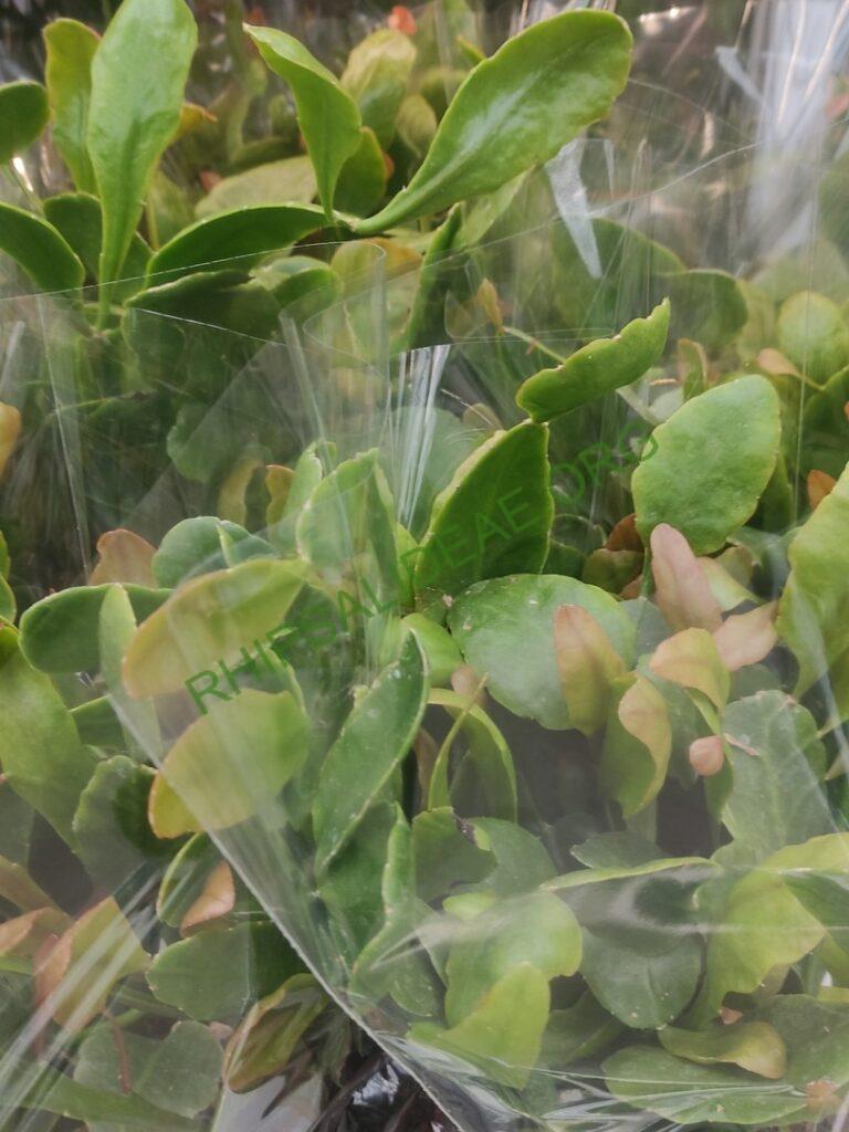 Rhipsalis 'Amstel'