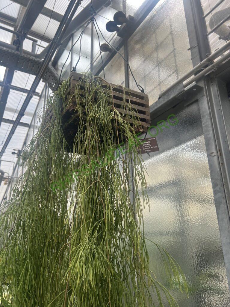 Rhipsalis clavata f. delicatula, at Bonn Botanical Garden, Germany