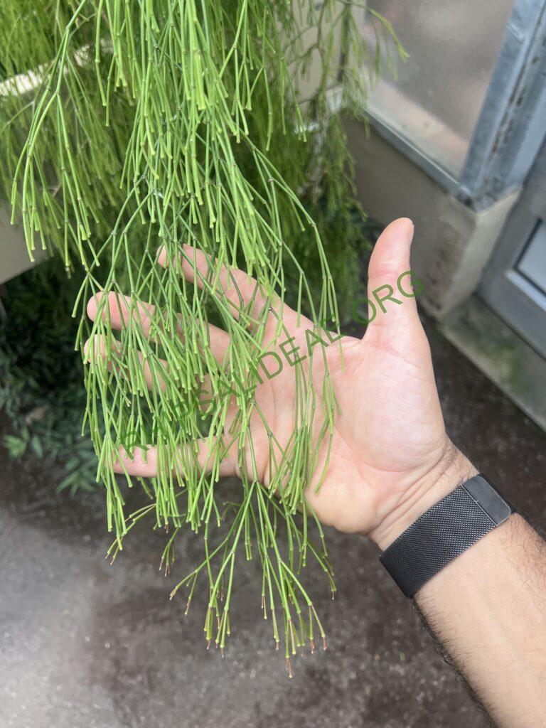 Rhipsalis clavata f. delicatula, at Bonn Botanical Garden, Germany