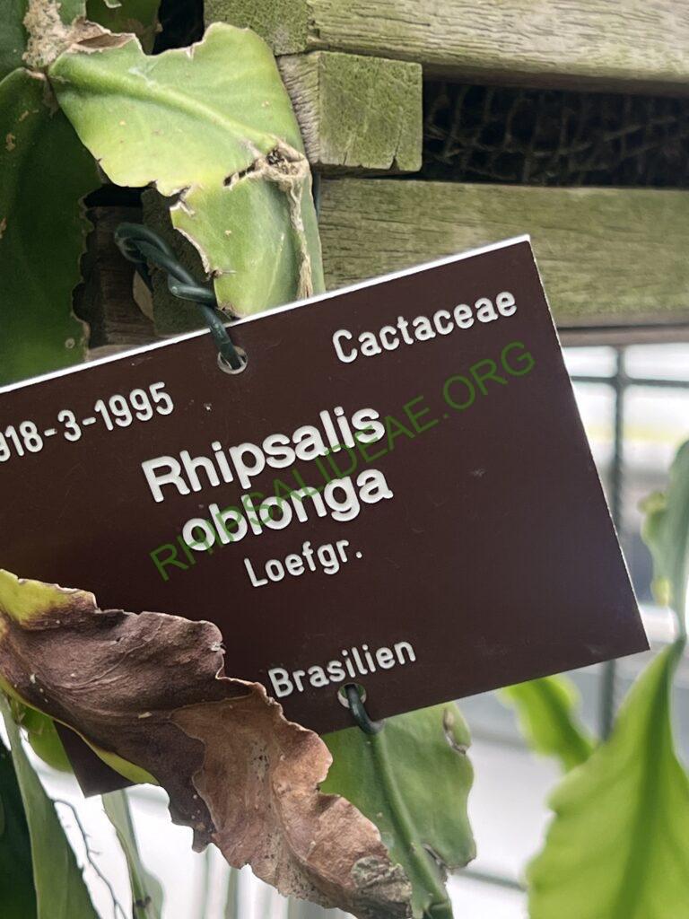 Rhipsalis oblonga, Bonn Botanical Garden, Germany, Bonn 5918, Ilha de Sao Sebastiao, São Paulo, Brazil