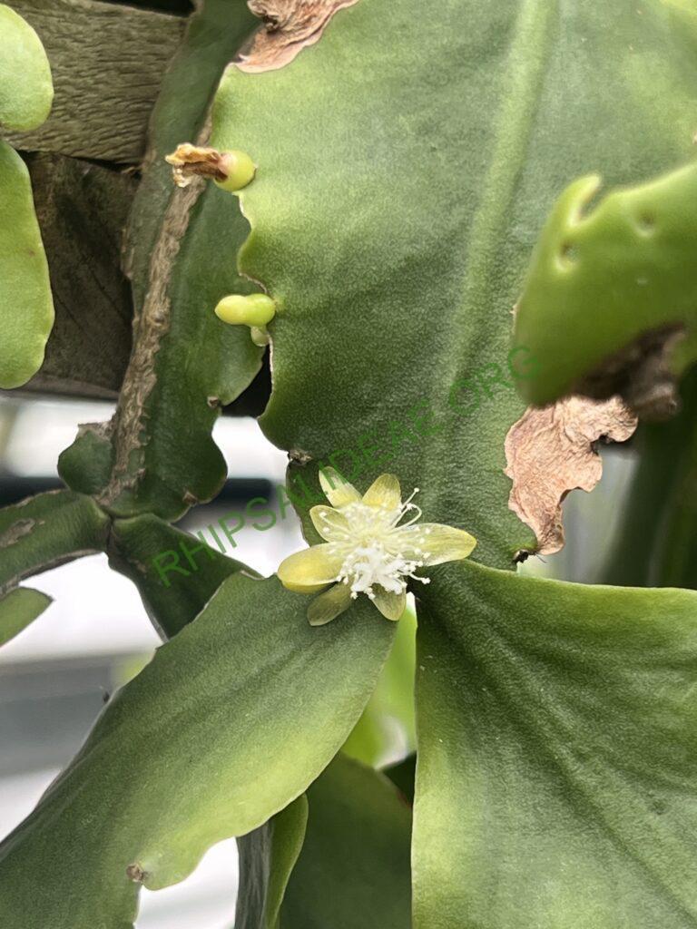 Rhipsalis oblonga, Bonn Botanical Garden, Germany, Bonn 5918, Ilha de Sao Sebastiao, São Paulo, Brazil