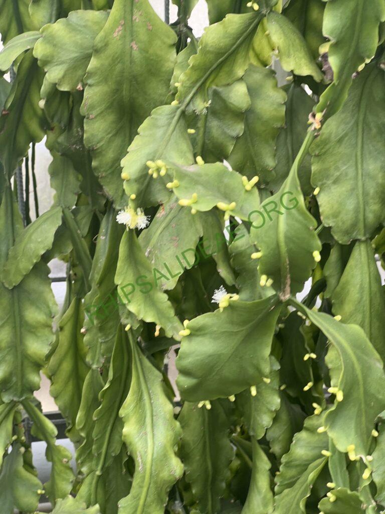 Rhipsalis oblonga, Bonn Botanical Garden, Germany, Bonn 5918, Ilha de Sao Sebastiao, São Paulo, Brazil