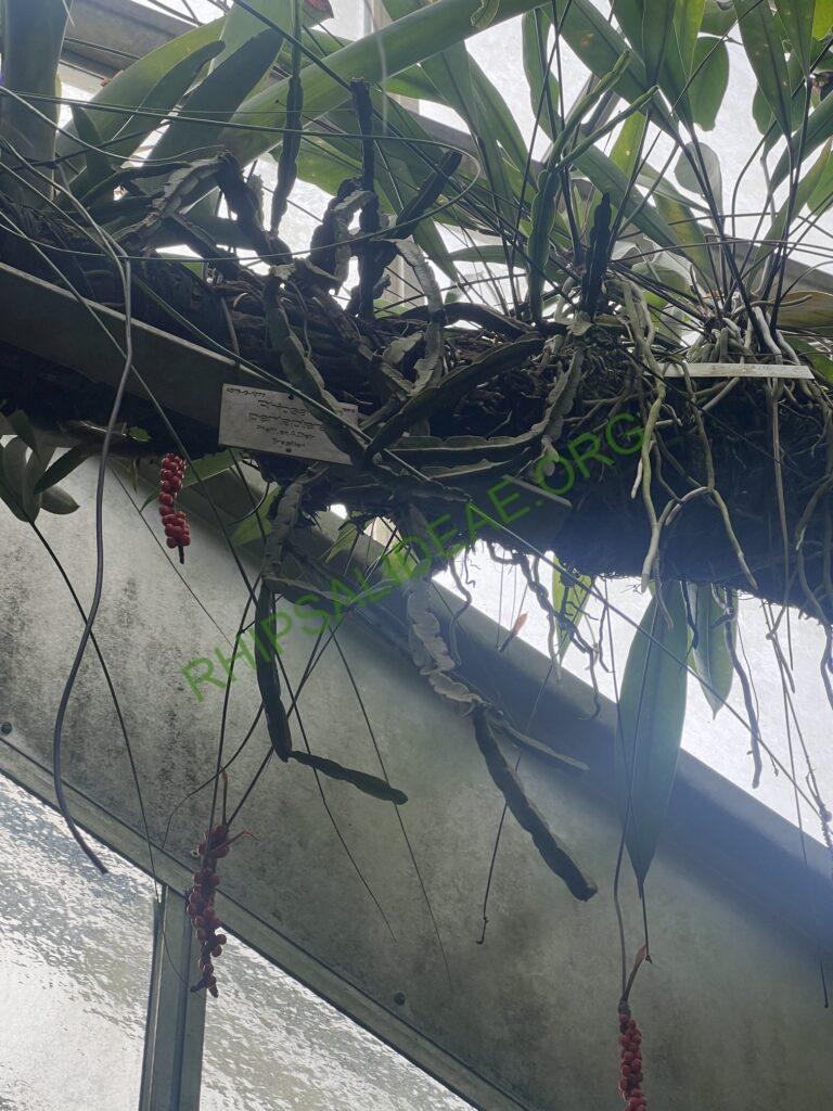Rhipsalis pentaptera, Bonn Botanical Garden, Germany