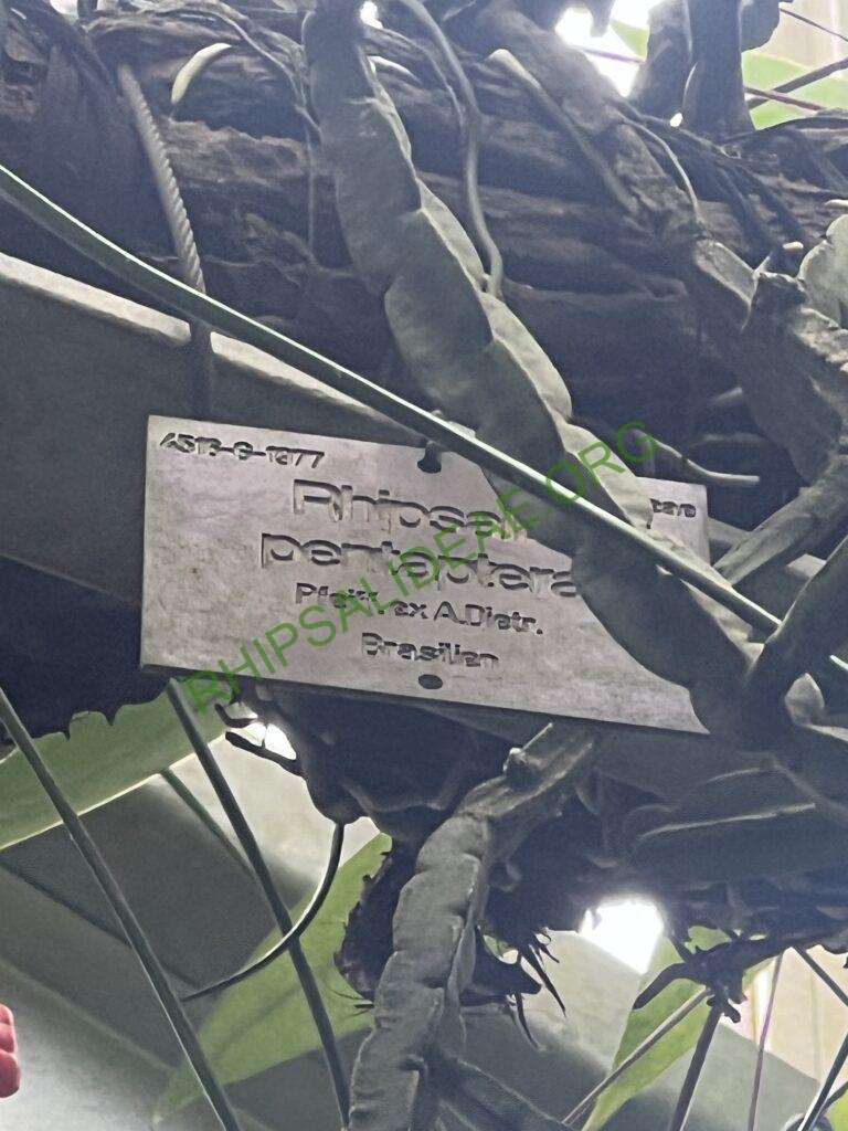 Rhipsalis pentaptera, Bonn Botanical Garden, Germany