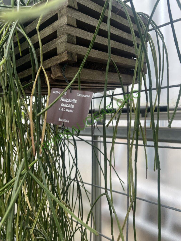 Rhipsalis sulcata, Bonn Botanical Garden, Germany, Bonn 4490, Domingos Martins, Espírito Santo, Brazil, collected by Rauh & Kautsky in 1986